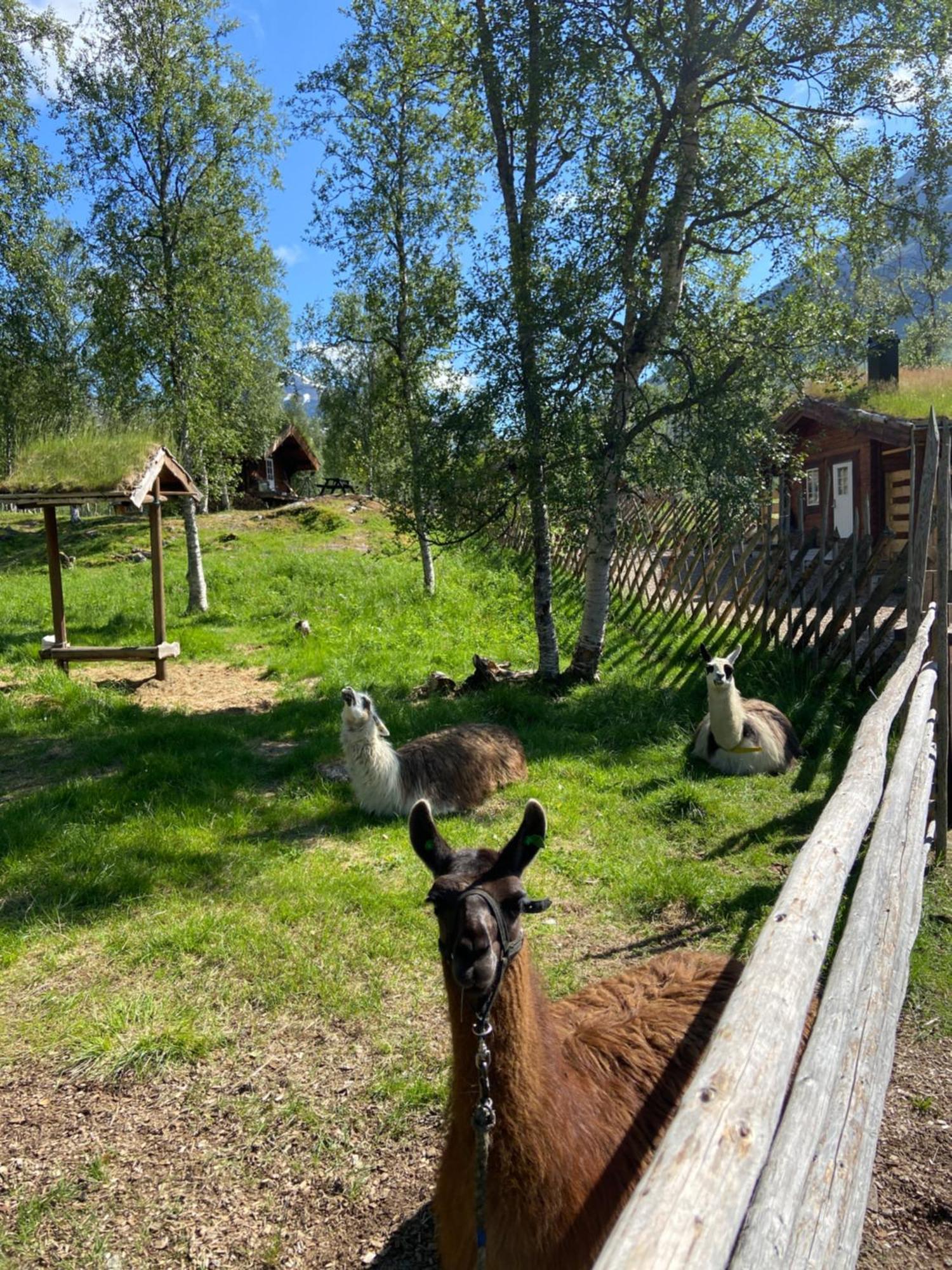 Bardu Huskylodge Εξωτερικό φωτογραφία