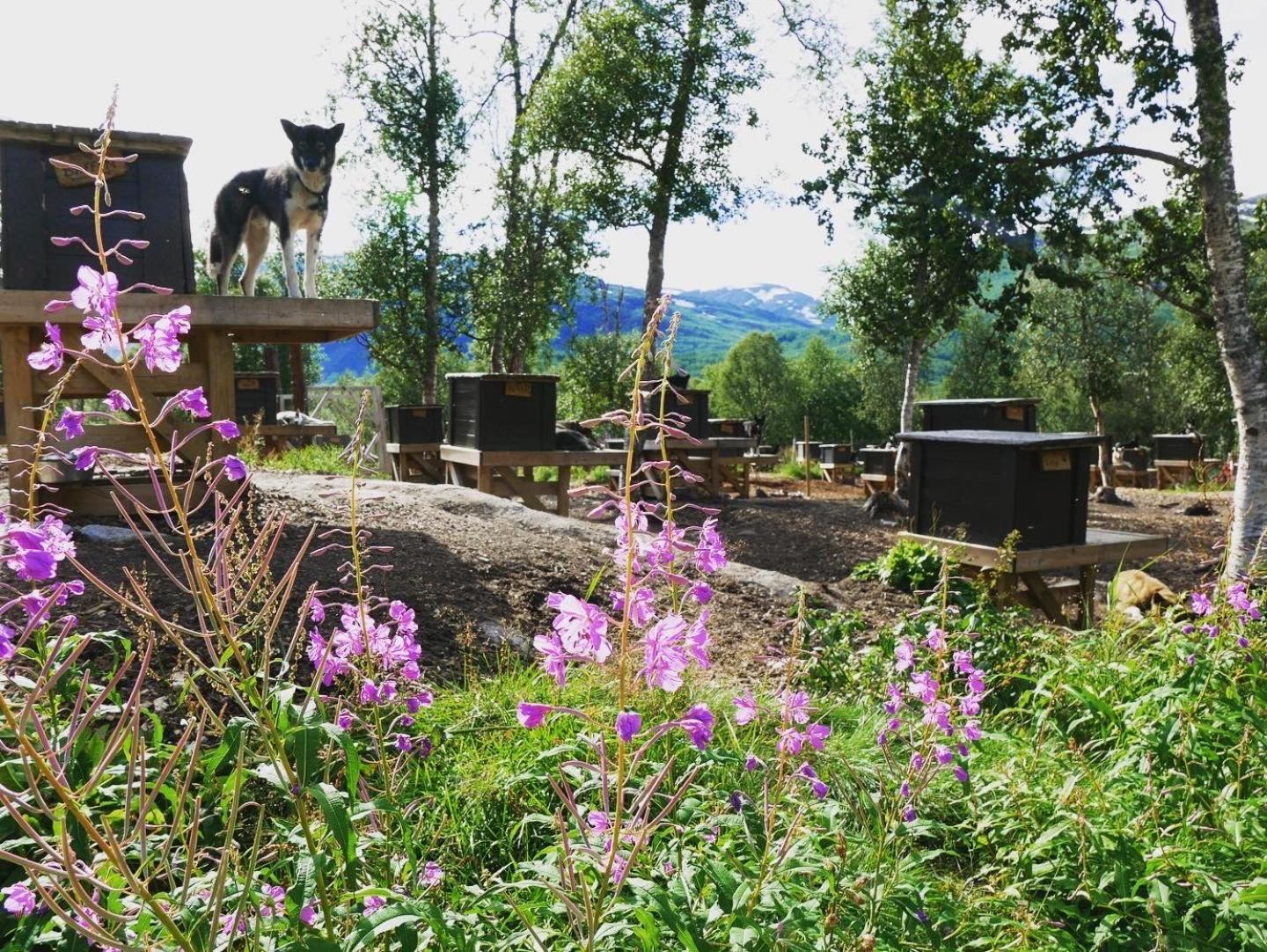 Bardu Huskylodge Εξωτερικό φωτογραφία