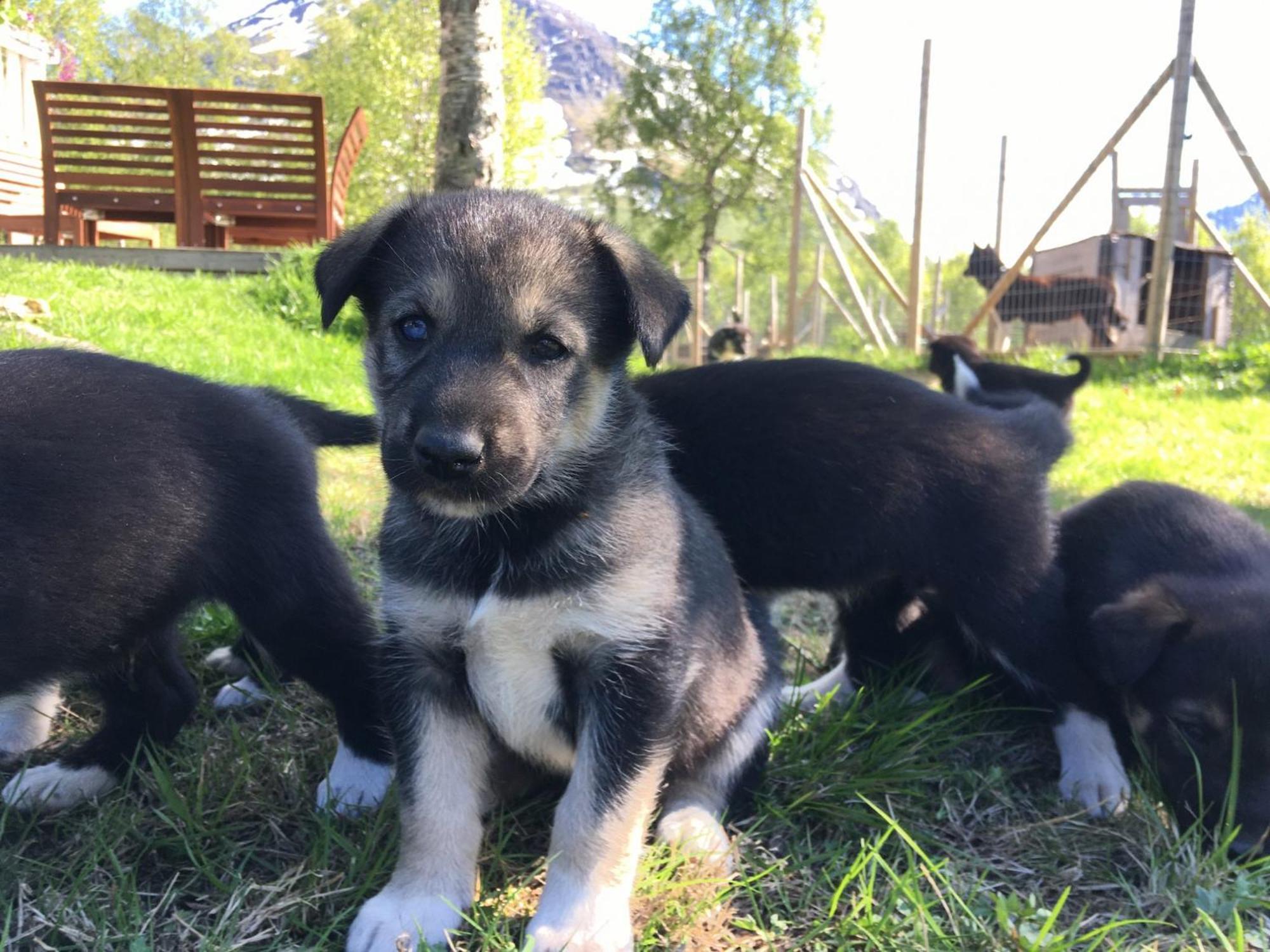 Bardu Huskylodge Εξωτερικό φωτογραφία